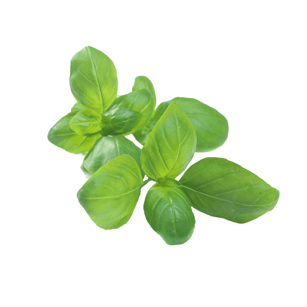 basil