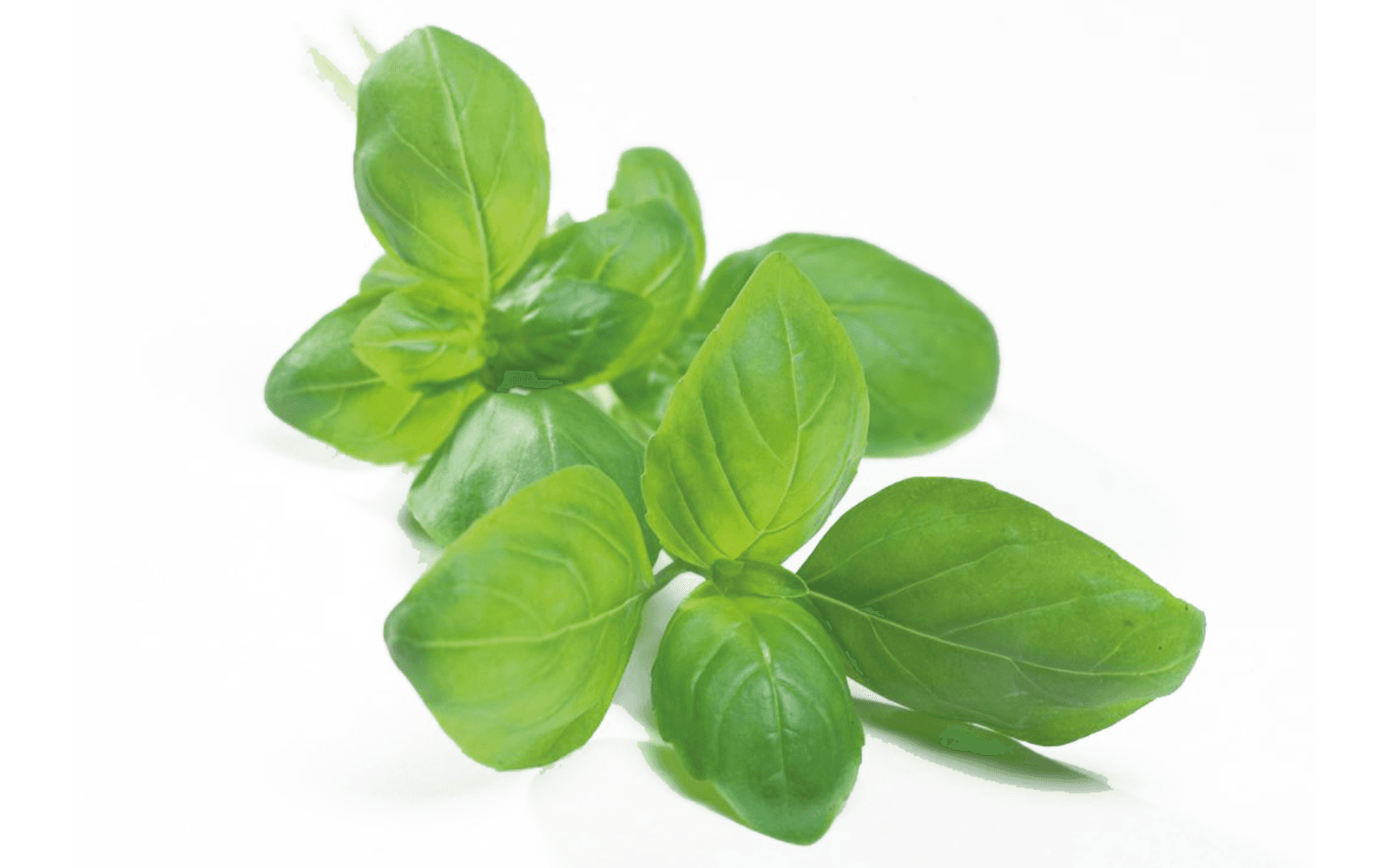 Featured image De Kruidenaer – Basilicum