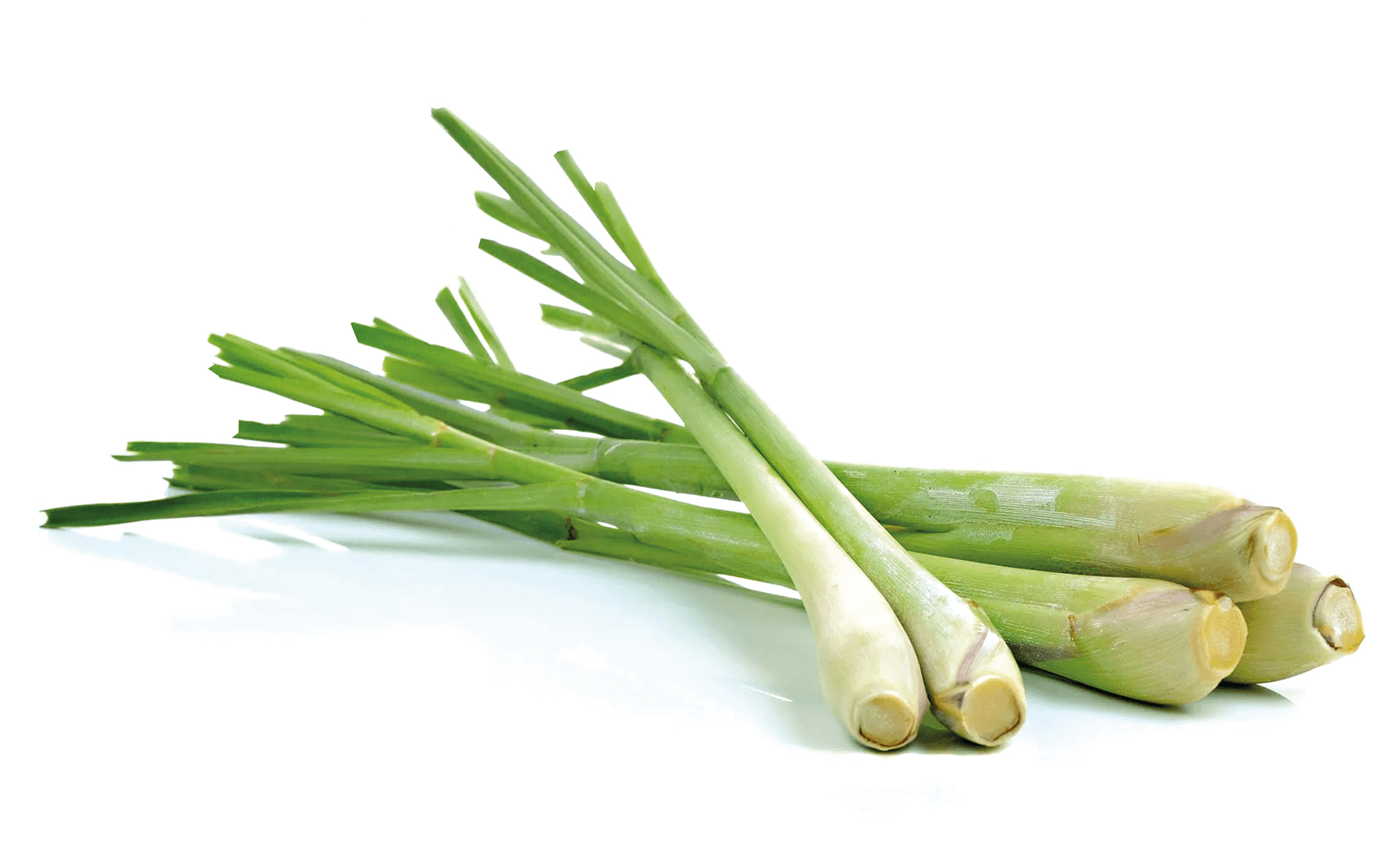 Featured image De Kruidenaer – Citroengras