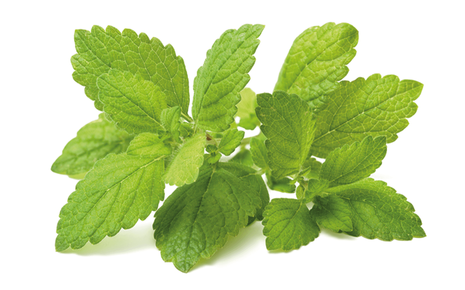 Featured image De Kruidenaer – Citroenmelisse