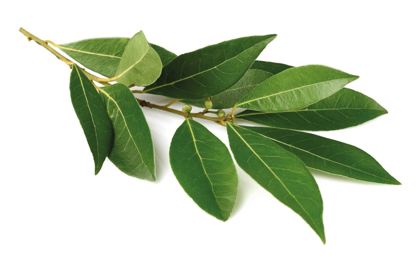 Featured image De Kruidenaer – Laurier