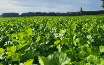 Velden vol geurige koriander