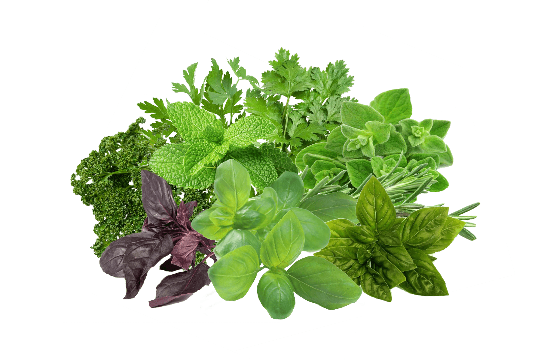 HERBS intro foto De Kruidenaer versie v2